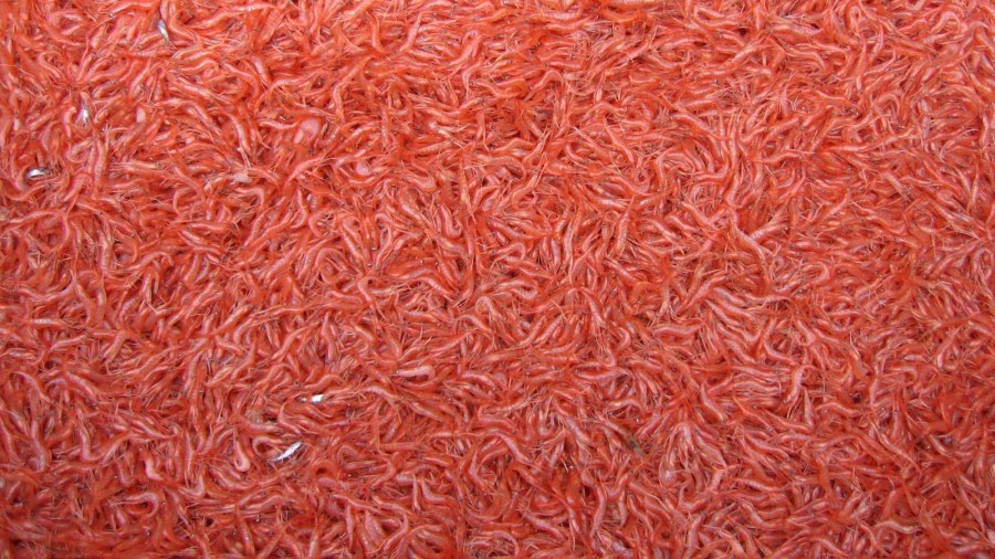 'Chaotic tariff policy': USDA buys $16M of Oregon shrimp to help fishermen