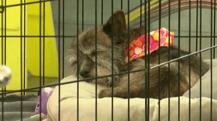 'House of Dragons'-themed adoption event at Animal Welfare