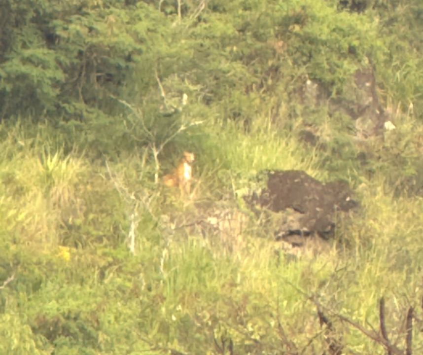Animal resource officers on wild cat chase in Manoa