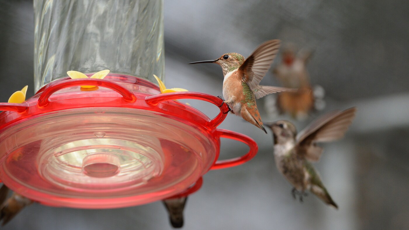 Backyard feeders changed the shape of hummingbird beaks, scientists say : NPR