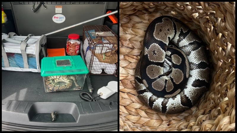Ball python found in middle of Lincoln roadway