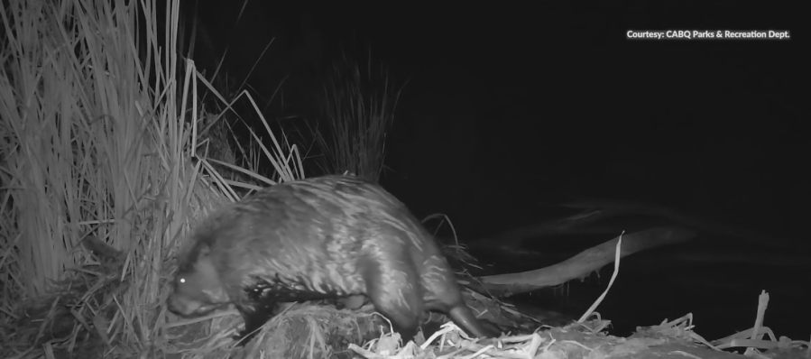Beaver spotted on wildlife camera in the Bosque