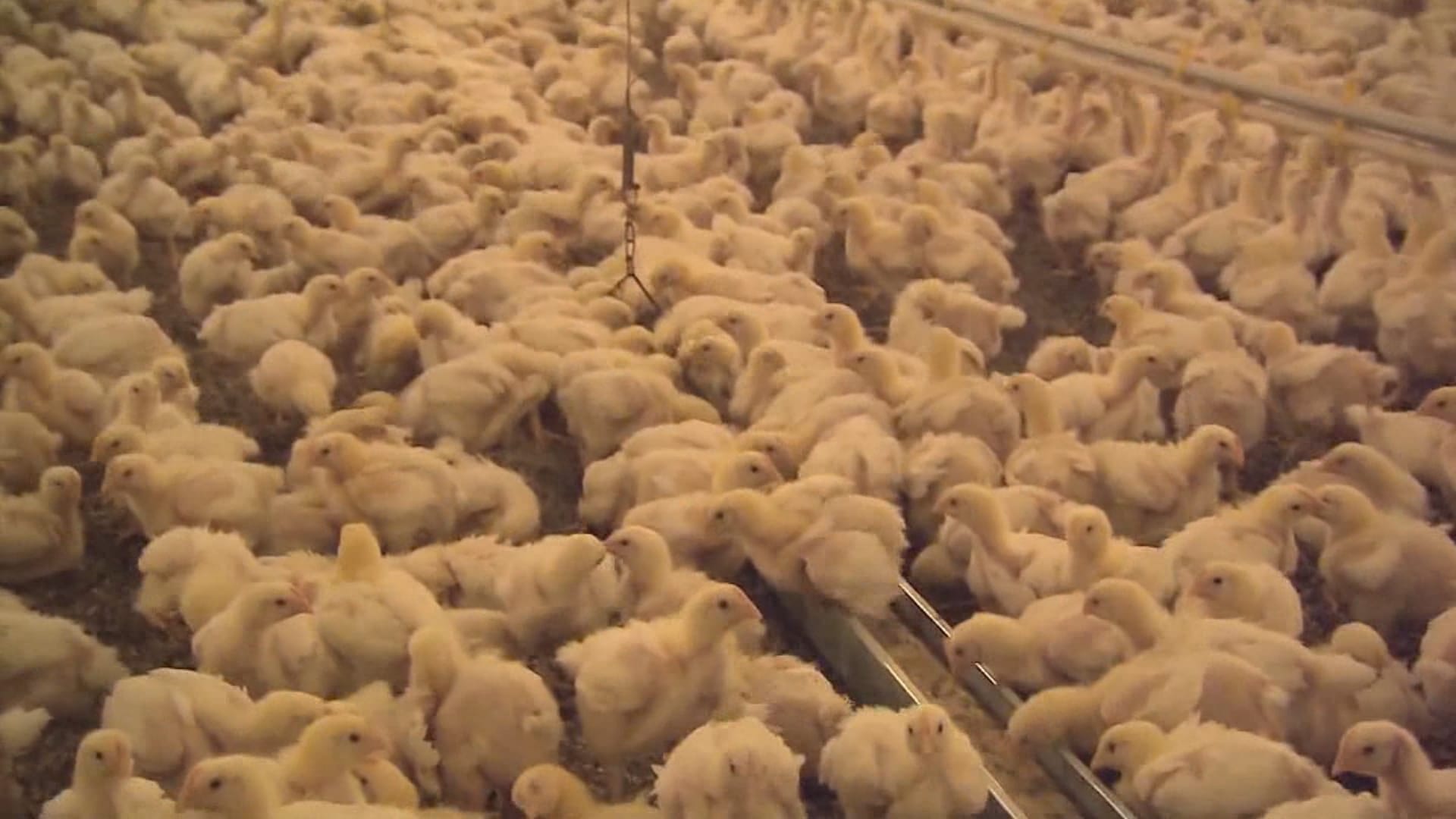 Bird flu outbreak in Indiana ends - Indianapolis News | Indiana Weather | Indiana Traffic