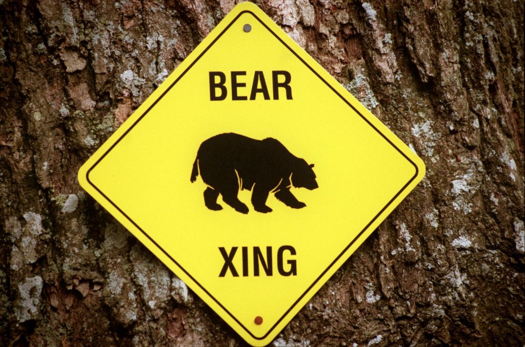 Black bear spotted in Baltimore, Howard counties