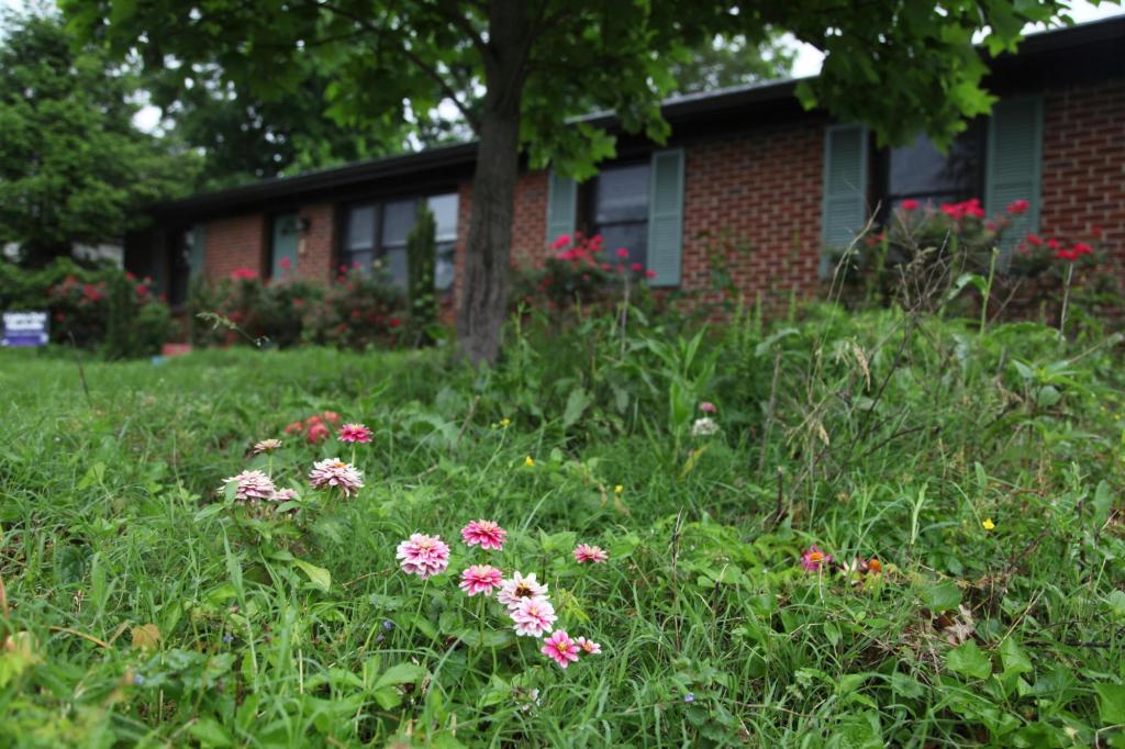 Bored with manicured lawns, some homeowners adopt No Mow May all year long
