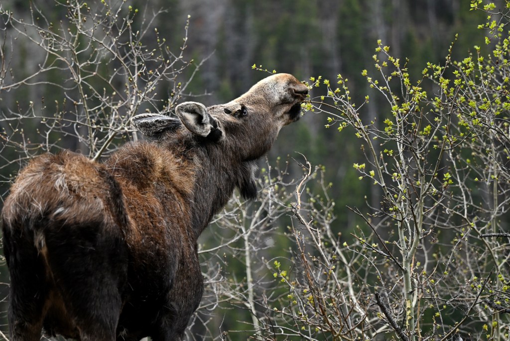 Colorado man, dogs attacked by moose with calves near Woodland Park