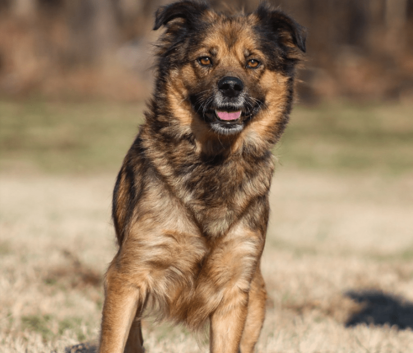 Colorado shelters take in dogs from storm-damaged Kentucky shelter