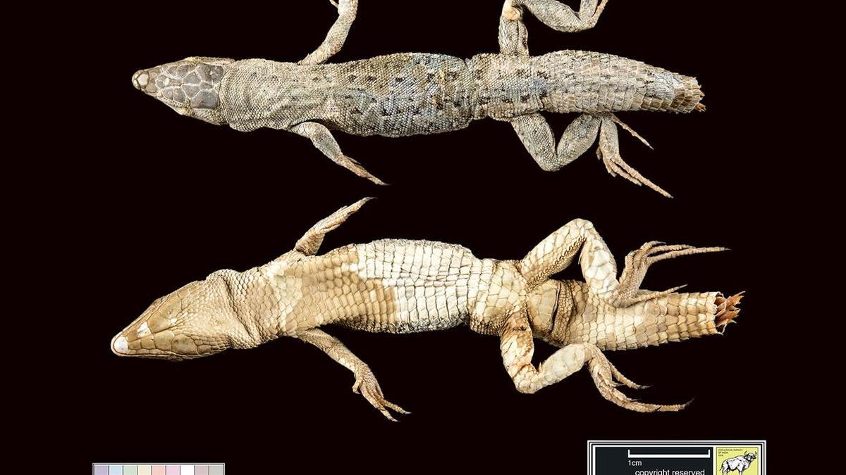 Confusion over Persian lizard removed after 150 years