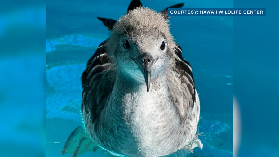 Creepy cries in Kahala aren't ghosts