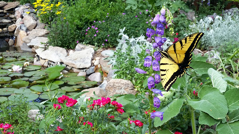 Ditch your lawn this year and start saving money and water (Opinion)