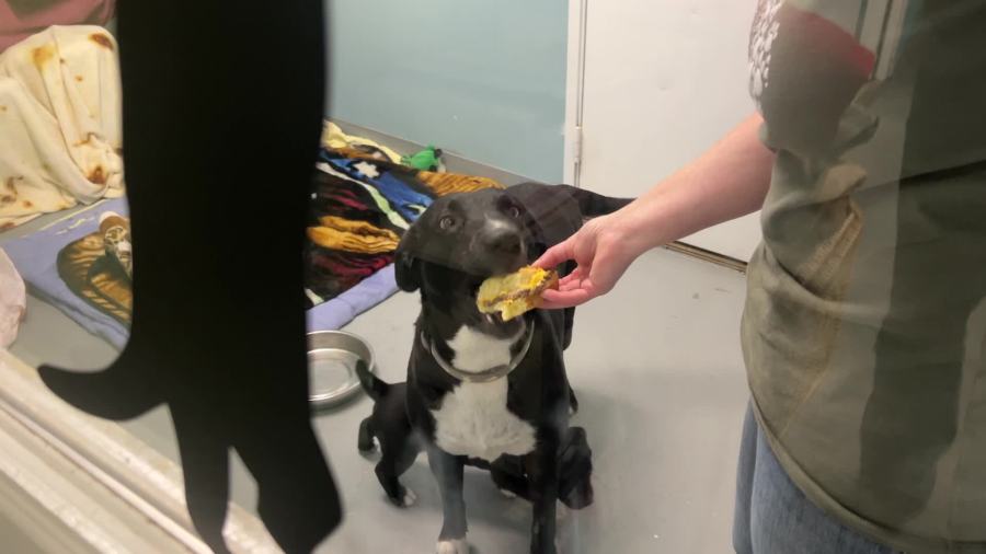 Dogs enjoy cheeseburgers at overflowing Muskegon shelter