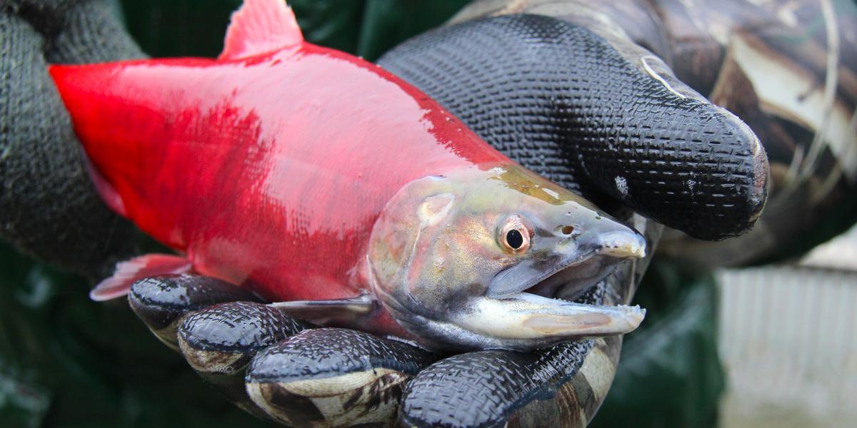 Facebook Post Stirs Conversation About Wyoming’s Salmon Scene