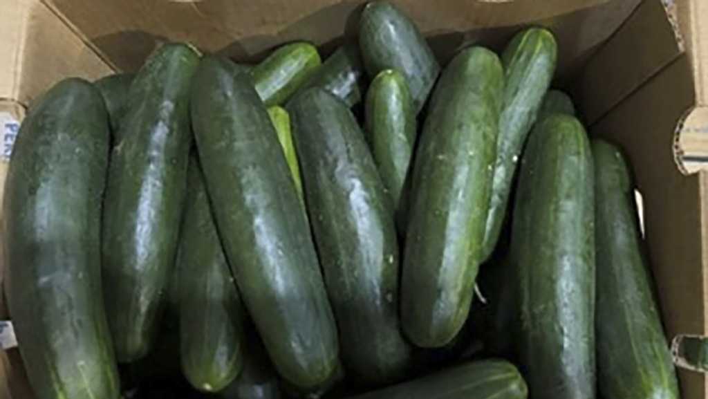 Florida cucumber salmonella outbreak sickens 26
