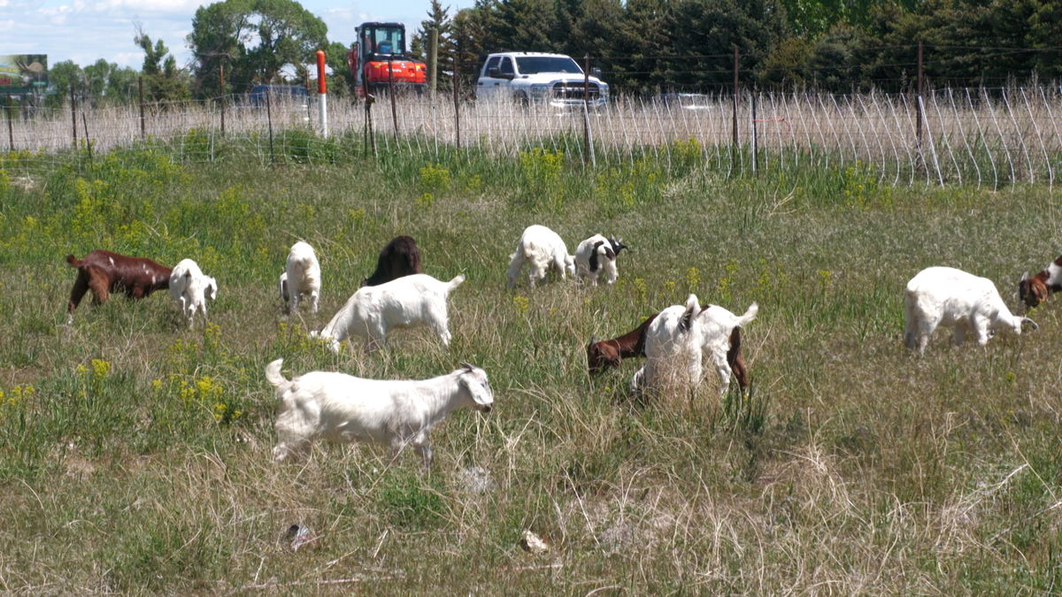 Goats: Eco-friendly lawn care - LocalNews8.com