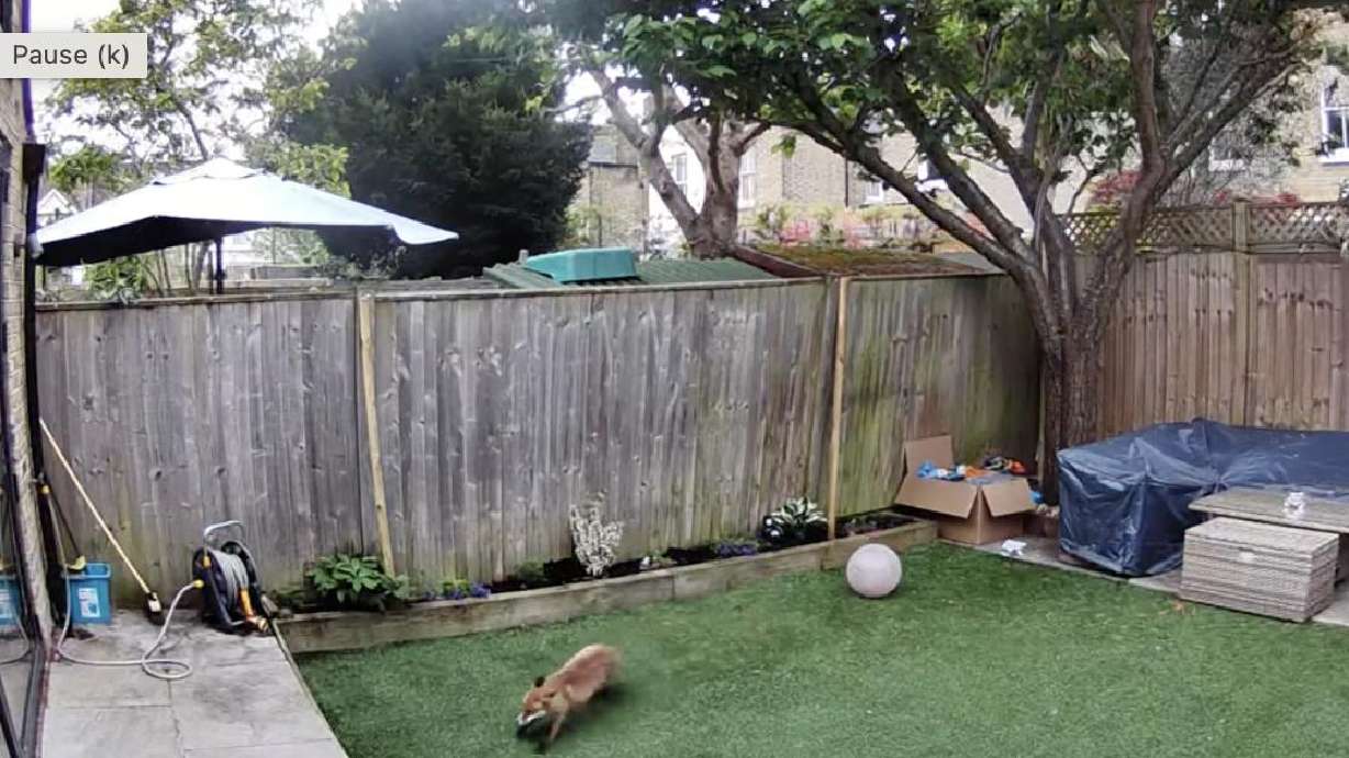 Have You Seen This? An amazing case of the fox zoomies