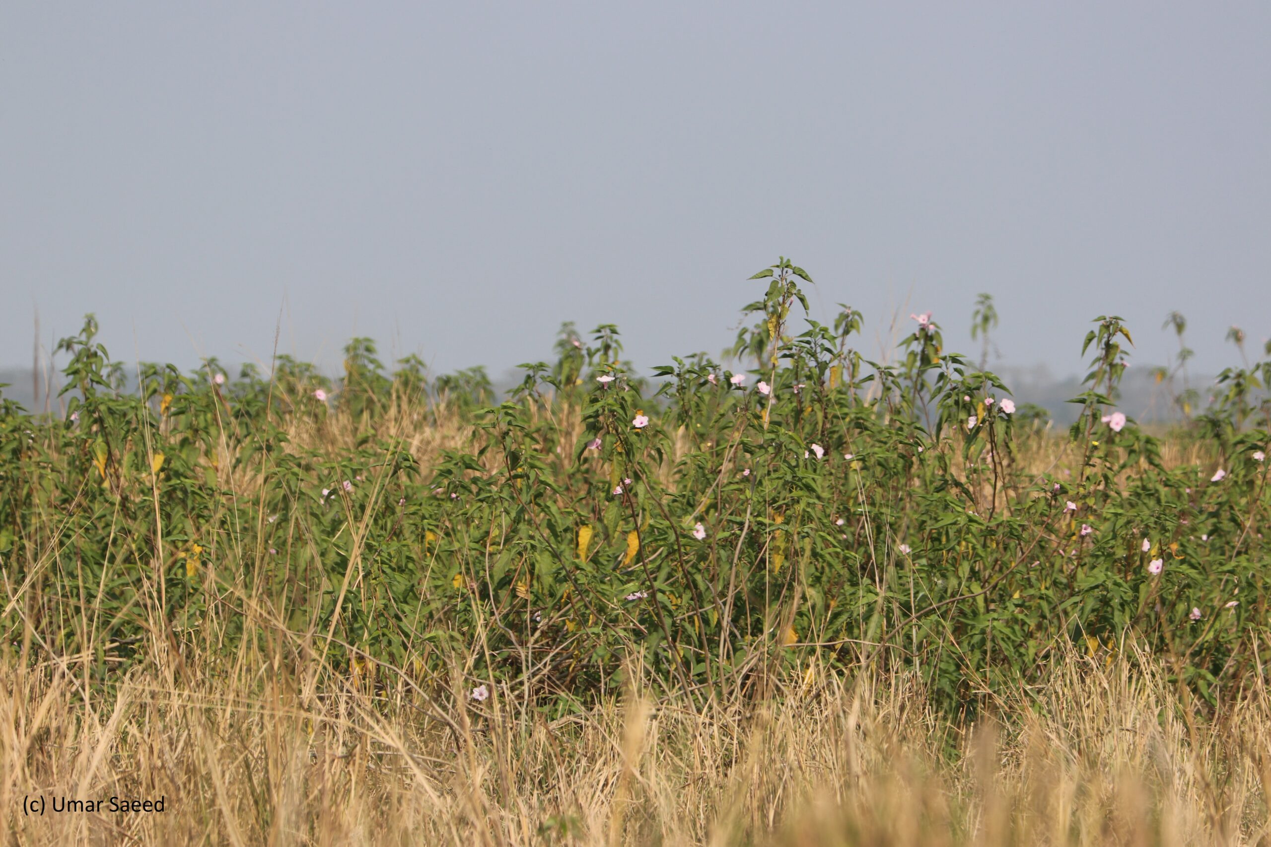 How Kaziranga is under a grave ecological threat