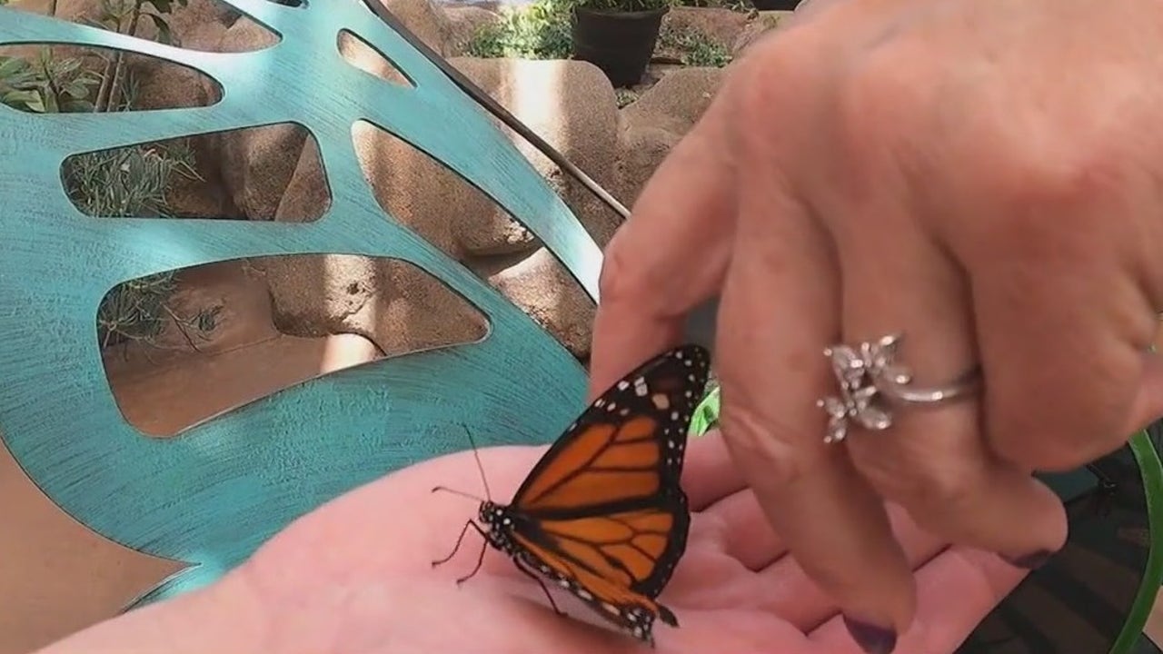 How you can help increase Arizona's monarch butterfly population