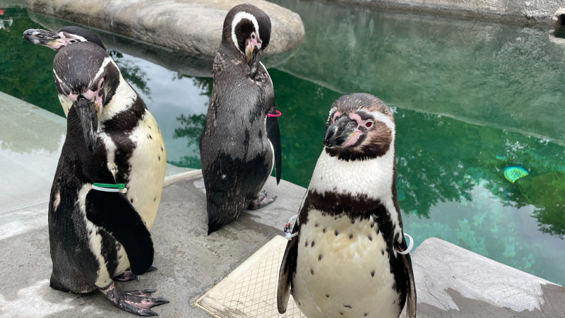 Humboldt penguin exhibit opens at Roger Williams Park Zoo
