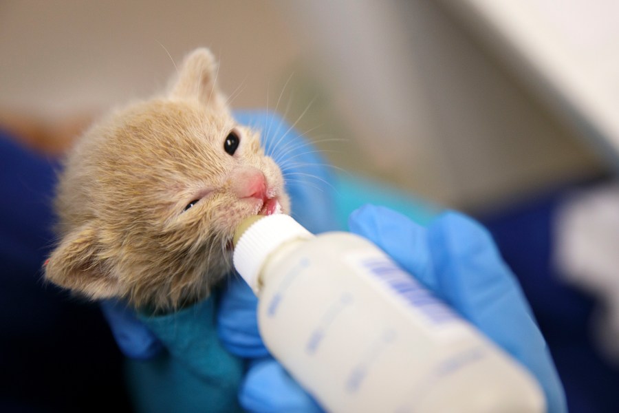 Huntington animal rescue gets grant to help neonatal kittens