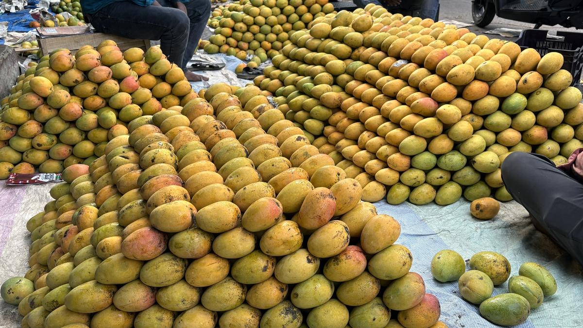 In Karnataka, pest attacks make mangoes sourer for farmers as prices drop