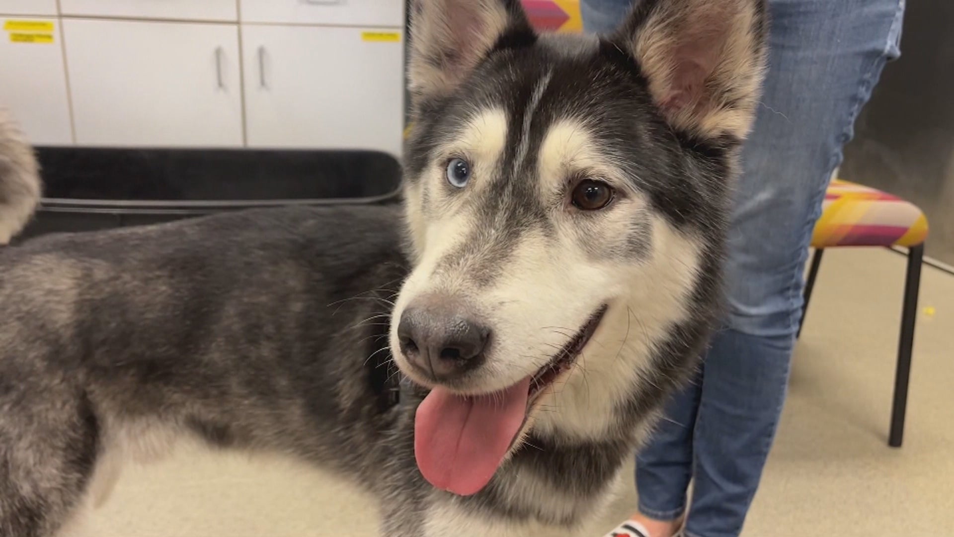 Indianapolis Mom shares checklist for adopting a puppy - Indianapolis News | Indiana Weather | Indiana Traffic