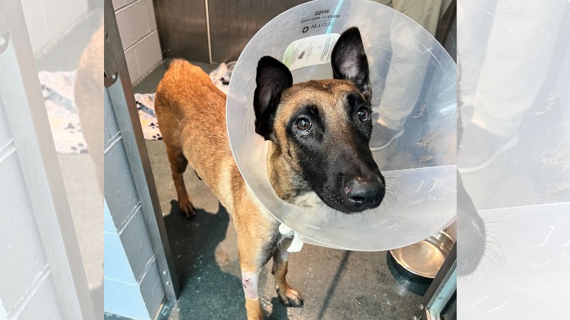 Injured dog recovering after attack at Narragansett ball field