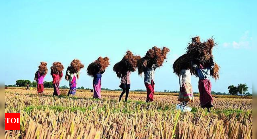 Kharif crop MSP raised; focus on pulses, oil seeds & coarse grains | India News