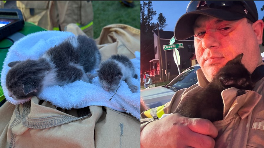 Kittens rescued from Raleigh house fire are at Wake County Animal Center; babies are too young for adoption now
