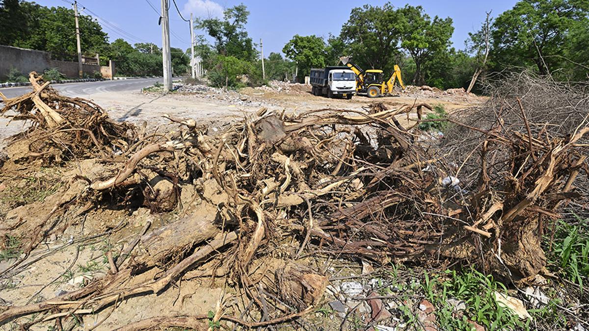L-G put in an embarrassing position on Delhi ridge tree felling issue: Supreme Court