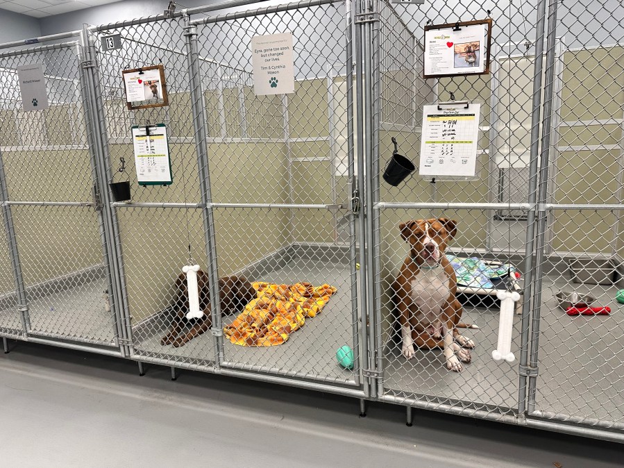 Las Vegas shelter sees increase in animal dumping ahead of summer temperatures