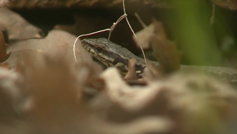 Lazarus lizards: from Milan to Cincinnati