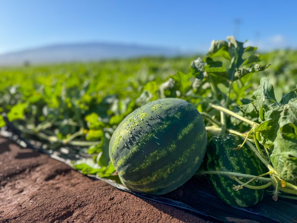 Mahi Pono debuts new Maui grown coffee, kicks off summer watermelon season : Maui Now