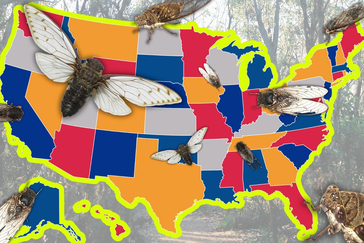 Massive Brood of Cicadas On Its Way Back This Year; Here's Where