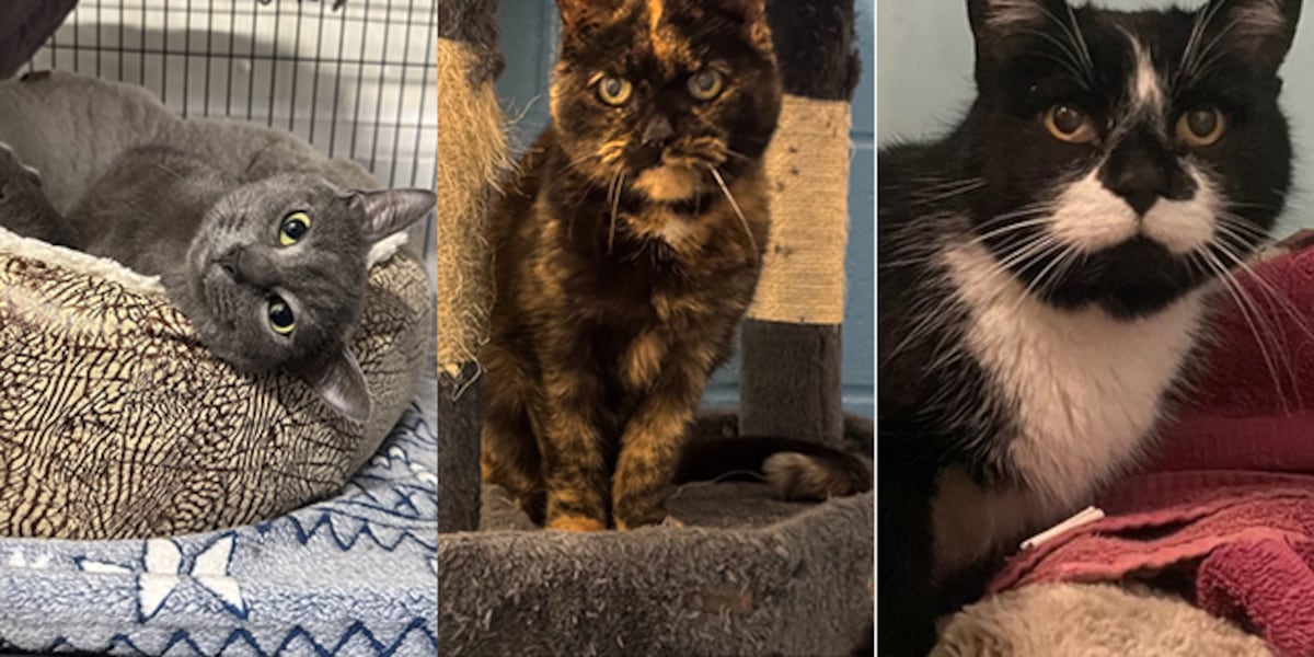 Meet Arlo, Cleo, and Boots