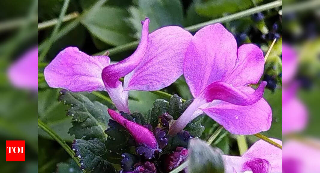 Meet Pedicularis rajeshiana: The new plant species from Himalayas | Prayagraj News