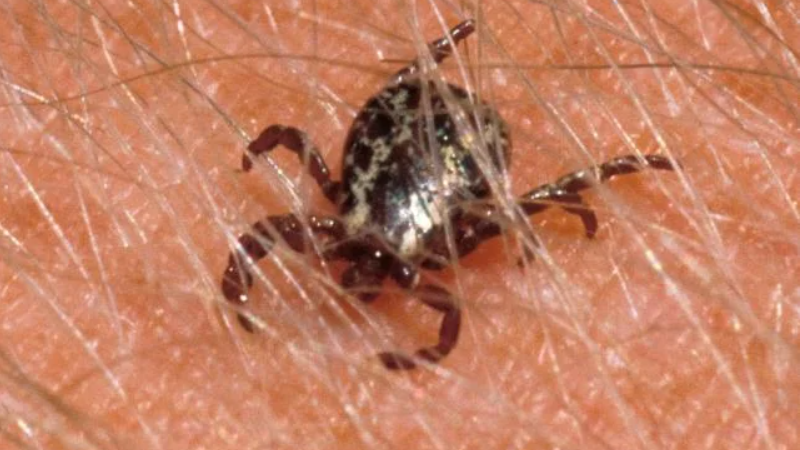 American dog tick (Dermacentor variabilis), male. Credit Mark Sullivan at the Missouri Department of Conservation