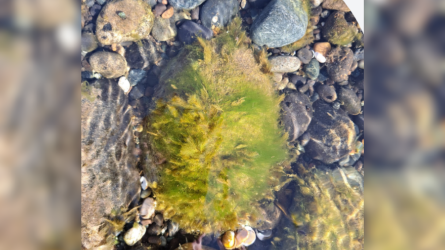 New toxic algae in the Columbia River linked to 2 dog deaths, Clark County warns