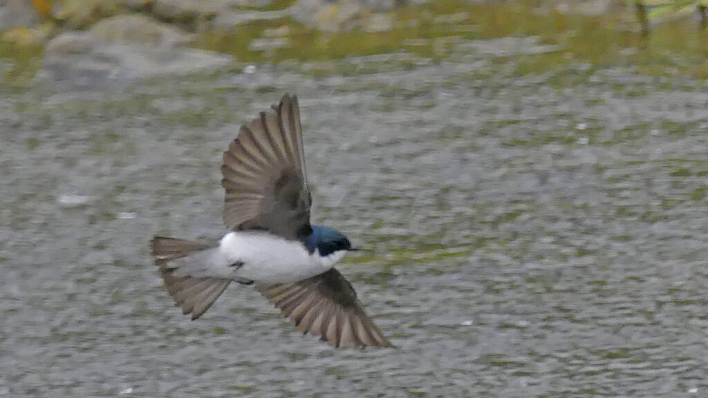 A violet-green swallow in flight. (Photo by Bob Armstrong)
