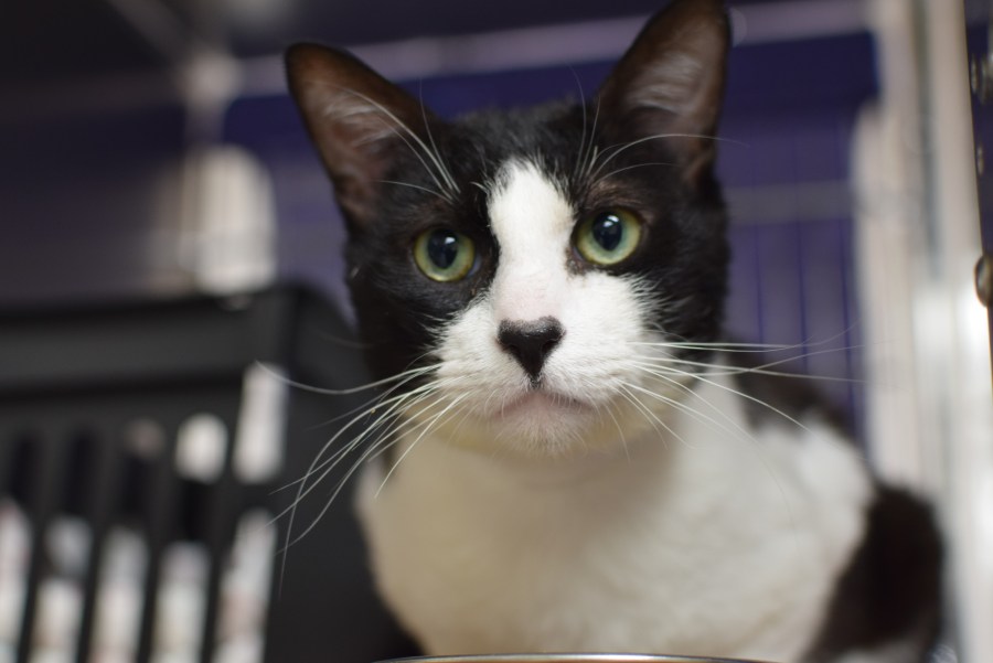 Oregon Humane Society offers $15 cat adoptions for Memorial Day weekend