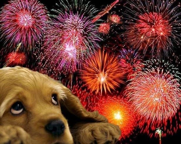 'Pet Pals TV': Keeping your pets comfortable from fireworks - Indianapolis News | Indiana Weather | Indiana Traffic