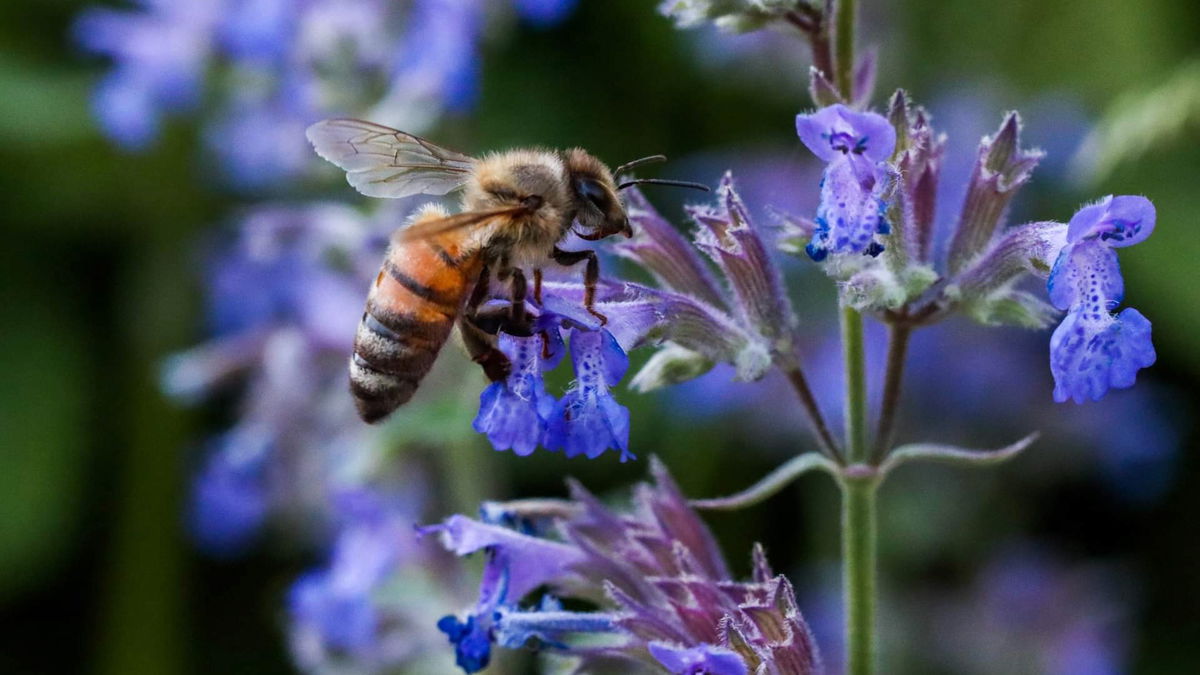 Pocatello buzzing for National Pollinator Week, starting June 17th - LocalNews8.com