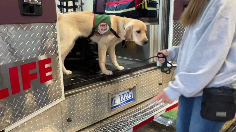 Puppies in training check out ambulances, EMTs