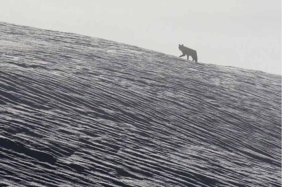 Ranchers want a ‘notorious’ wolf pack killed after a series of alleged livestock attacks near Aspen