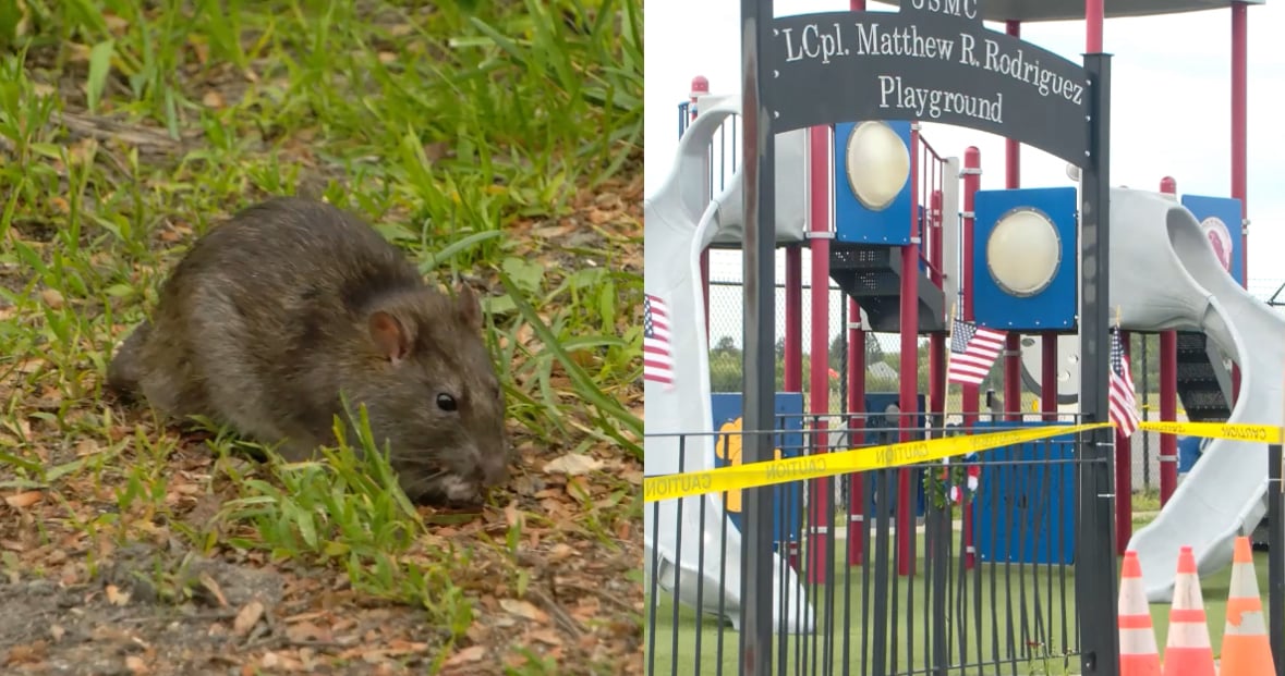 Rats! Rodent infestation shuts down New Bedford playground