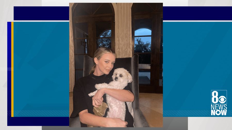 Reality TV star asks for help finding missing dog in Las Vegas