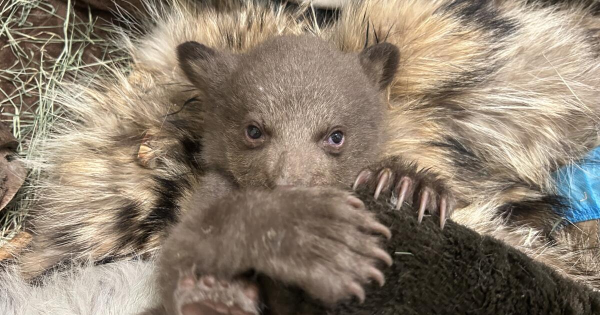 Rescued black bear cub being raised by humans dressed as bears