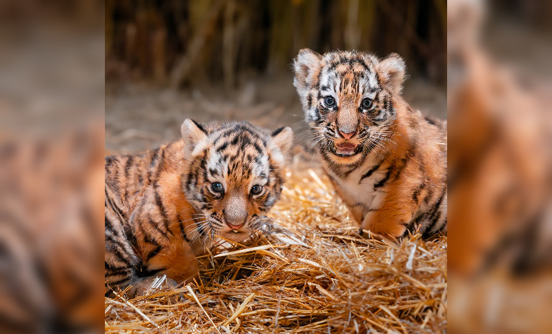 Sepahijala Zoo celebrates first tiger birth in over a decade