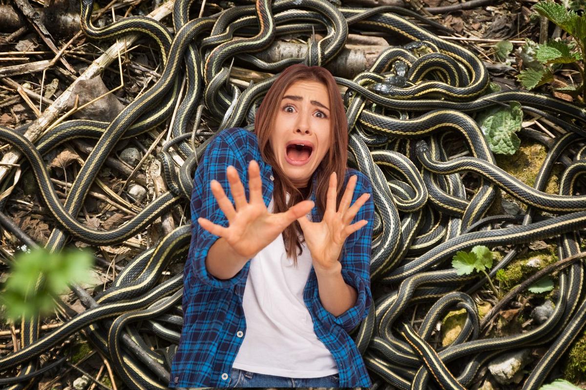 Snake populations in New Jersey lakes and rivers