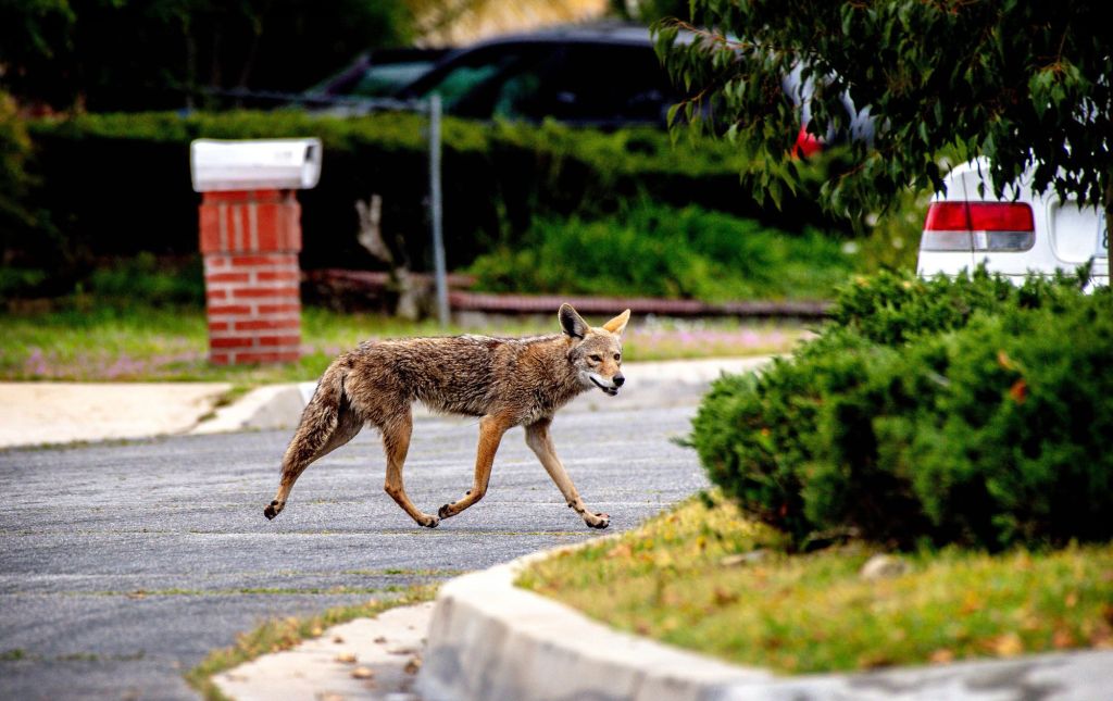 State must seize chance to change coyote management