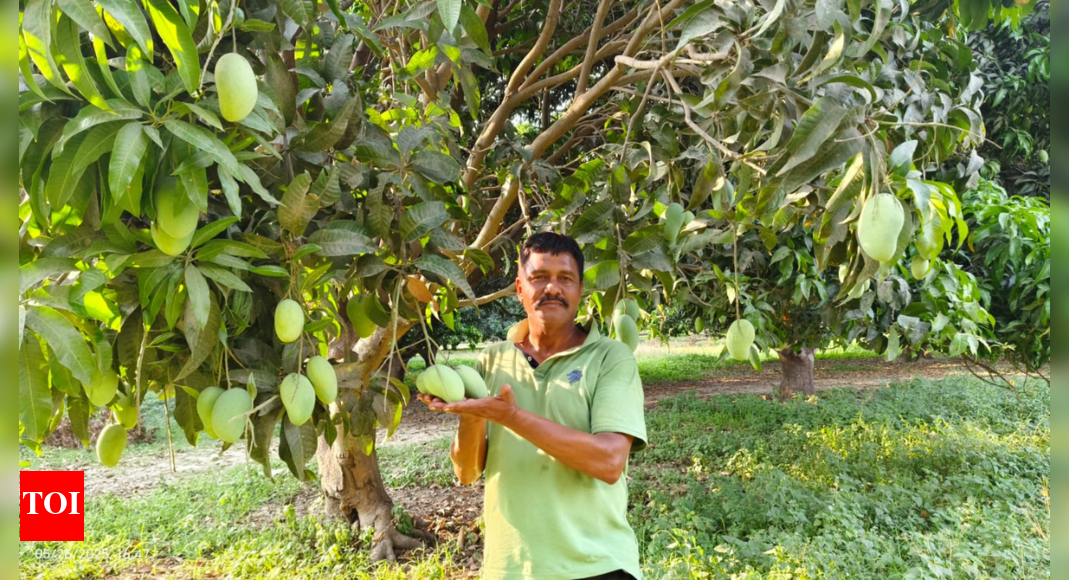 Taste of India: UP's Dussehri, Chausa mangoes emerge as sweet ambassadors in Gulf markets | Prayagraj News